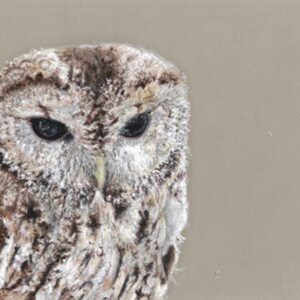 ‘Searching’ – Tawny Owl Print Limited Edition