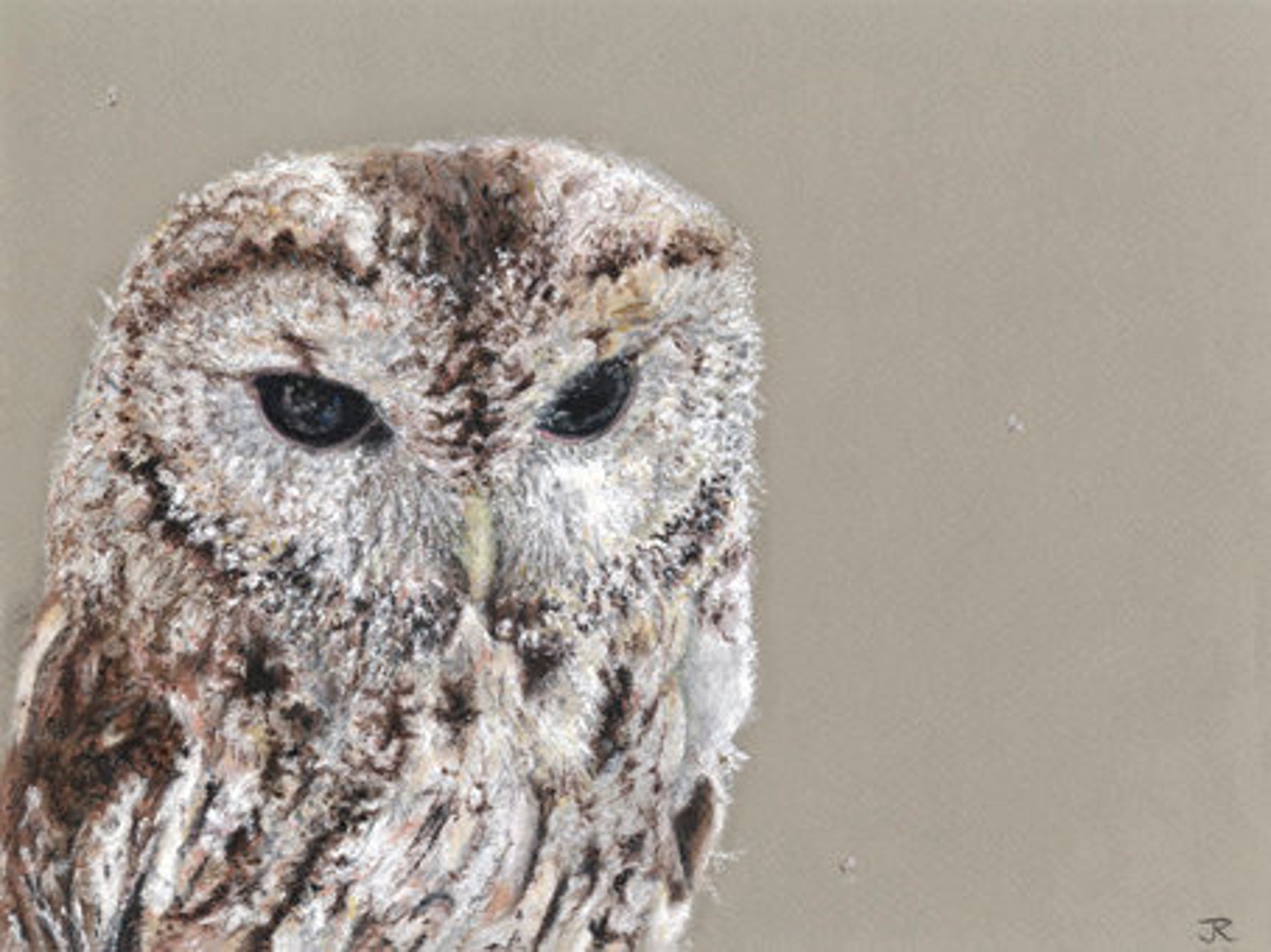 ‘Searching’ – Tawny Owl Print Limited Edition