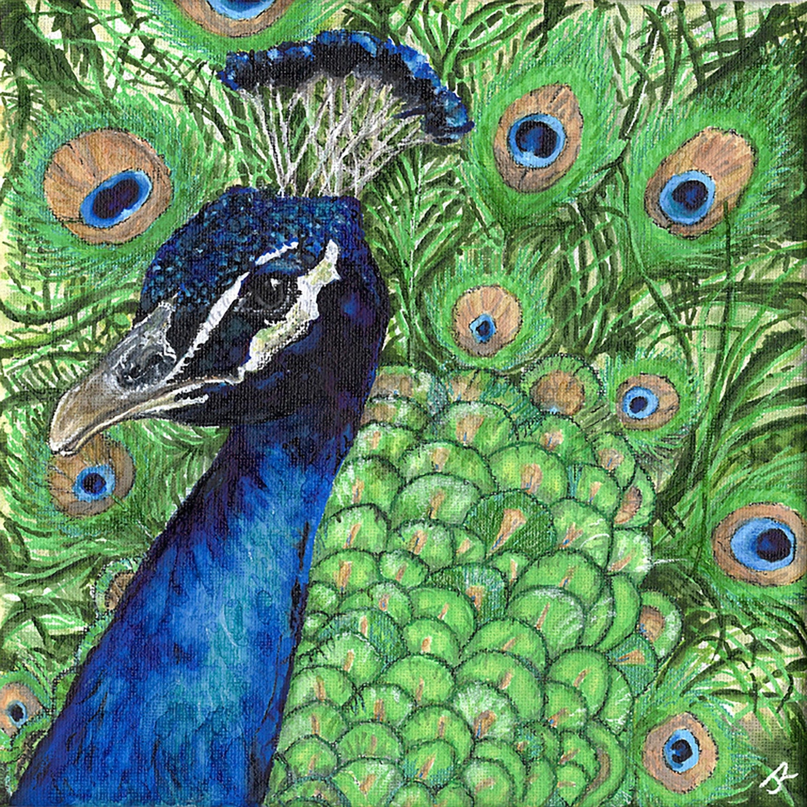 ‘Perfectly Proud’ – Colourful Peacock Print Limited Edition