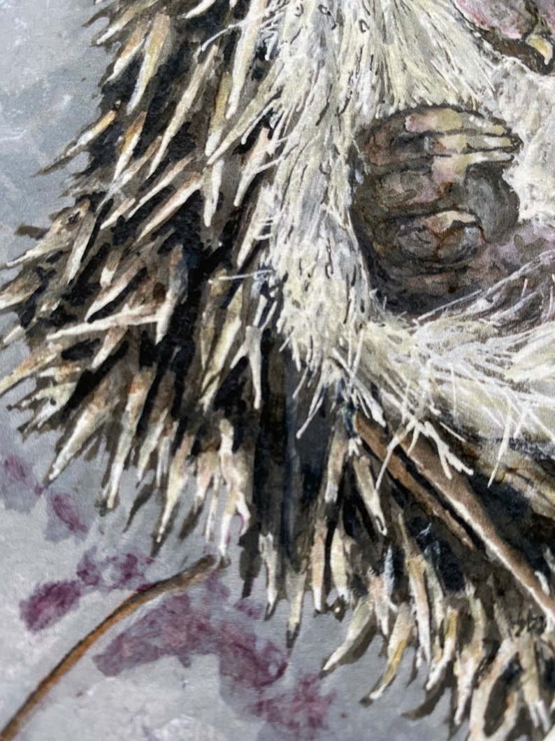 Hedgehog – ‘Soft Centred’ Limited Edition prints and canvas (Various sizes) - Image 6
